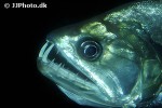 hydrolycus armatus hydrolycus armatus