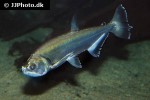 hydrolycus armatus hydrolycus armatus