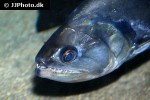 hydrolycus armatus hydrolycus armatus