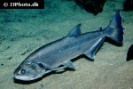 hydrolycus armatus hydrolycus armatus