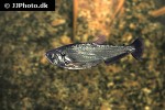 hydrolycus scomberoides hydrolycus scomberoides