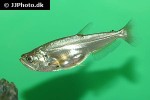 hydrolycus scomberoides hydrolycus scomberoides