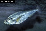 hydrolycus scomberoides hydrolycus scomberoides