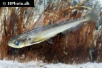 hydrolycus scomberoides hydrolycus scomberoides