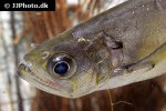 hydrolycus scomberoides hydrolycus scomberoides