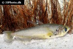 hydrolycus scomberoides hydrolycus scomberoides