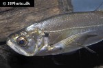 hydrolycus scomberoides hydrolycus scomberoides