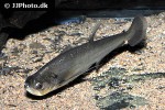 hydrolycus scomberoides hydrolycus scomberoides