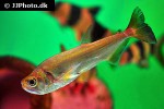 hydrolycus tatauaia hydrolycus tatauaia