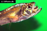 hydrolycus tatauaia hydrolycus tatauaia