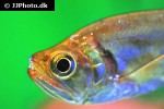 hydrolycus tatauaia hydrolycus tatauaia