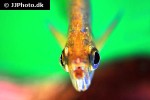 hydrolycus tatauaia hydrolycus tatauaia