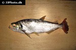 hydrolycus tatauaia hydrolycus tatauaia