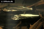 rhaphiodon vulpinus rhaphiodon vulpinus