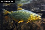 salminus brasiliensis salminus brasiliensis