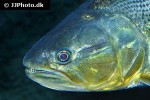 salminus brasiliensis salminus brasiliensis