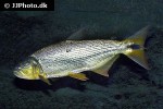 salminus brasiliensis salminus brasiliensis