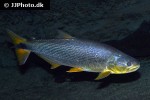 salminus brasiliensis salminus brasiliensis