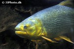 salminus brasiliensis salminus brasiliensis