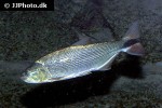salminus brasiliensis salminus brasiliensis