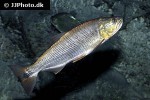 salminus brasiliensis salminus brasiliensis