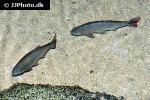 salminus brasiliensis salminus brasiliensis