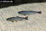 salminus brasiliensis salminus brasiliensis