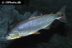 salminus brasiliensis salminus brasiliensis