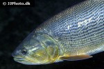salminus brasiliensis salminus brasiliensis
