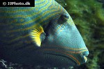 balistapus undulatus balistapus undulatus