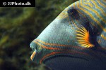 balistapus undulatus balistapus undulatus