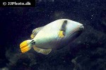balistapus undulatus balistapus undulatus