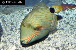 balistapus undulatus balistapus undulatus