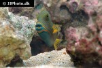 balistapus undulatus balistapus undulatus