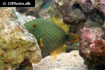 balistapus undulatus balistapus undulatus