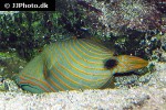 balistapus undulatus balistapus undulatus