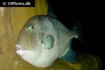 balistes capriscus balistes capriscus