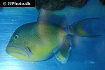 balistes vetula balistes vetula