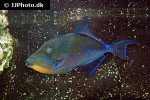 balistes vetula balistes vetula