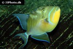 balistes vetula balistes vetula