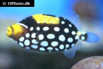 balistoides conspicillum balistoides conspicillum