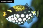 balistoides conspicillum balistoides conspicillum
