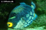 balistoides conspicillum balistoides conspicillum