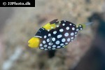 balistoides conspicillum balistoides conspicillum