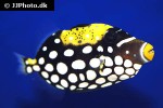 balistoides conspicillum balistoides conspicillum