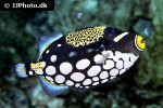 balistoides conspicillum balistoides conspicillum
