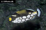 balistoides conspicillum balistoides conspicillum