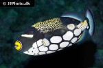balistoides conspicillum balistoides conspicillum
