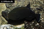 melichthys indicus melichthys indicus
