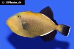 melichthys indicus melichthys indicus